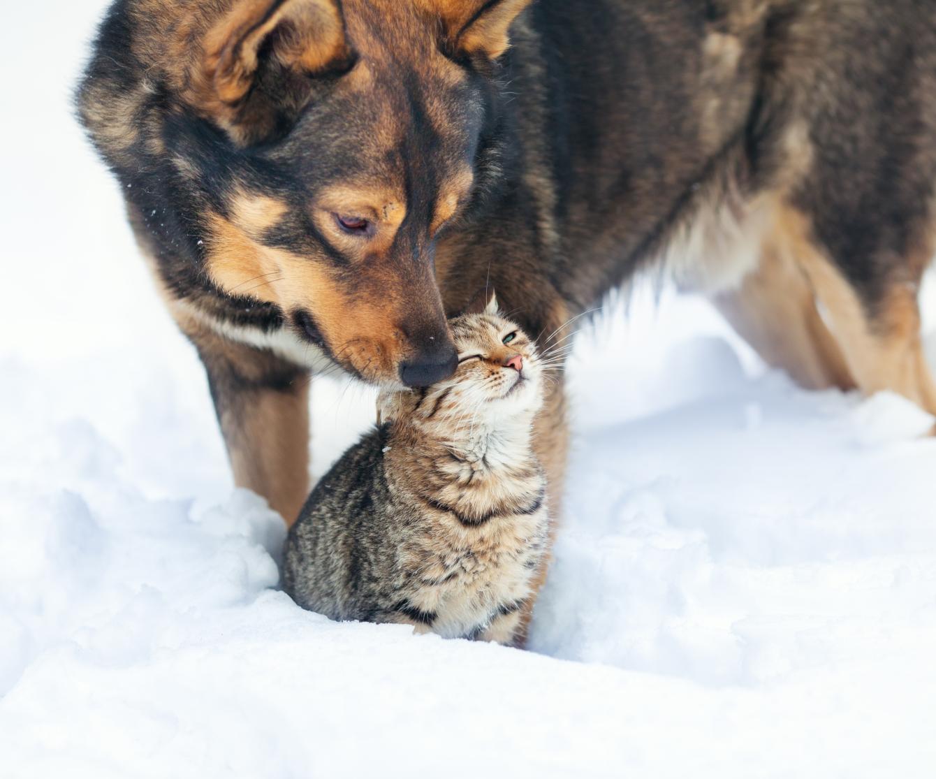 Hund och katt vinter beskuren
