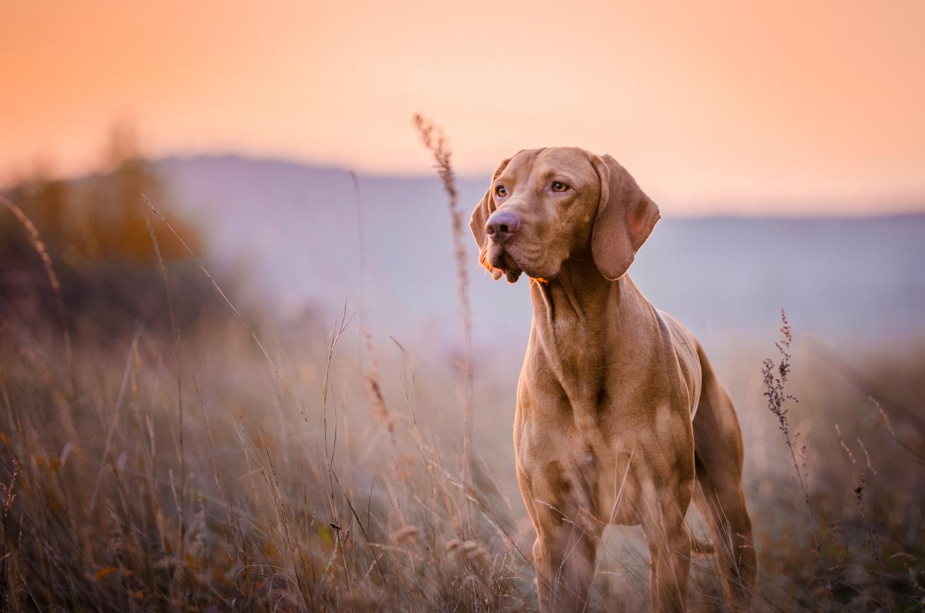 Ridgeback i solnedgång