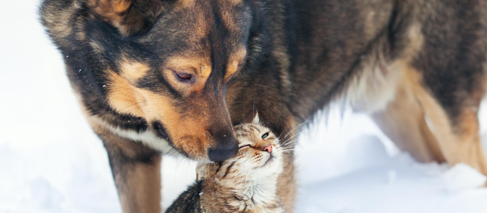 Hund och katt vinter beskuren