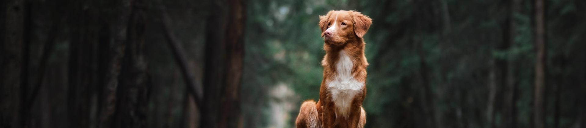 Hund i skogen