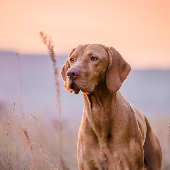 Ridgeback i solnedgång